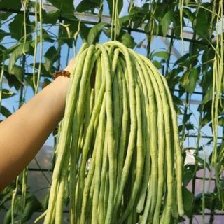 Hạt giống đậu đũa siêu dài, sỉ lẻ