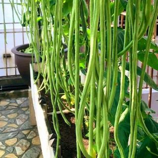 Hạt giống đậu đũa siêu dài, sỉ lẻ