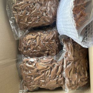 NẤM LINH CHI ĐỎ THÁI LÁT - HGS