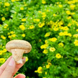Nấm Hương Hữu Cơ