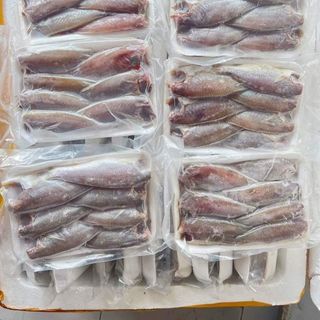CÁ ĐÙ NGUYÊN CON SIZE 12 -14, CÁ ĐÙ XẺ