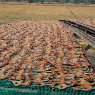 Khô Nhái Loại 1 1KG (Nhái Cơm Đồng)