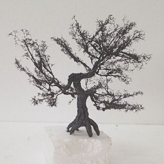Cây tiểu cảnh
