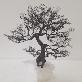 Cây tiểu cảnh