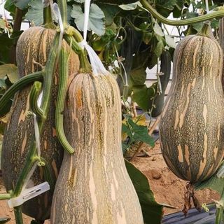 Hạt giống bí ngô mật
