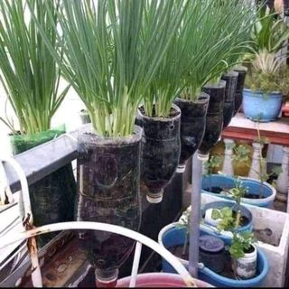 Hạt giống hành hương siêu đẻ nhánh