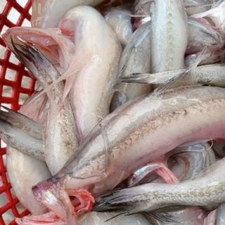 CÁ KHOAI khay 1kg tươi ngon (giao tphcm)