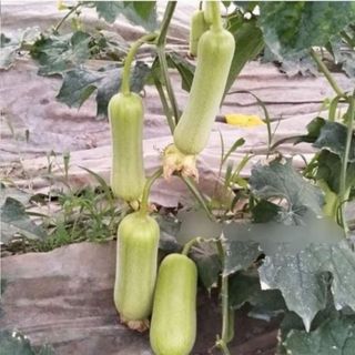 Hạt giống mướp thạch ngọc