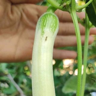 Hạt giống mướp thạch ngọc