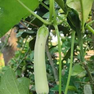 Hạt giống mướp thạch ngọc