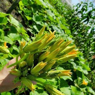 Hạt giống bí siêu nụ