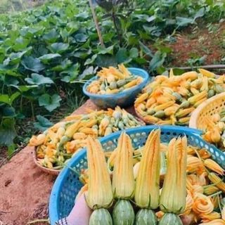 Hạt giống bí siêu nụ