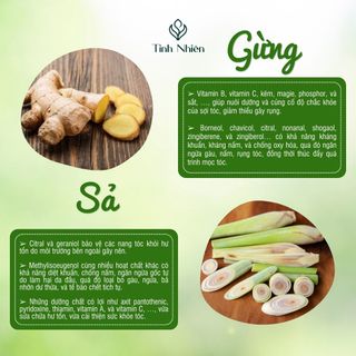 Dầu Gội Gừng Sả Tinh Nhiên 300 ml Chống Gàu, Chống Viêm, Diệt Khuẩn, Diệt Nấm Da Đầu