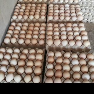 SỈ TRỨNG GÀ TA ĐẢM NƯƠNG - HỘP 10 QUẢ - SỈ VÀ LẺ