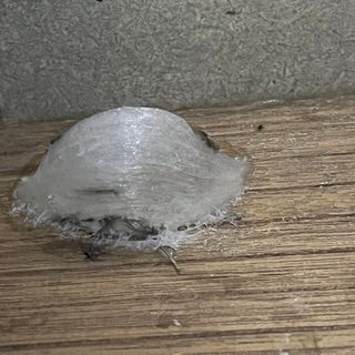 Tổ Yến  Thô100g giá sỉ - giá bán buôn  1.800.000₫  2 - 5 Hộp