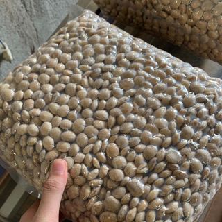 Khám phá hương vị tự nhiên và độc đáo của Nhân hạt Sachi sấy giòn - Đặc sản quý giá từ Tây Nguyên, Giá Sỉ