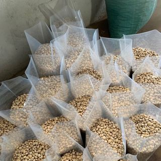 Khám phá hương vị tự nhiên và độc đáo của Nhân hạt Sachi sấy giòn - Đặc sản quý giá từ Tây Nguyên, Giá Sỉ