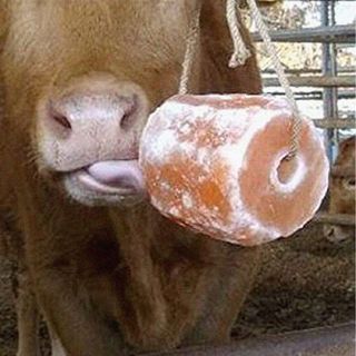 Đá liếm himalaya cho gia súc