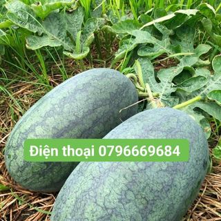 Hạt giống dưa hấu lai chia tai 99