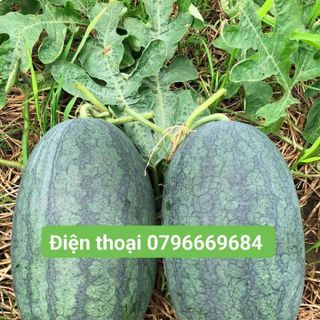 Hạt giống dưa hấu lai chia tai 99