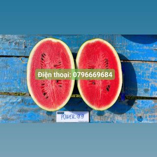 Hạt giống dưa hấu lai chia tai 99