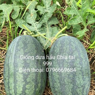 Hạt giống dưa hấu lai chia tai 99