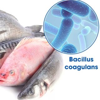Bán Bacillus coagulans chất lượng cao, giá cả cạnh tranh cho nuôi trồng thủy sản giá sỉ