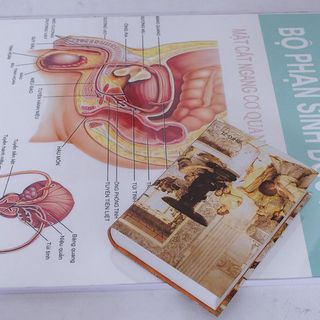 Tranh sơ đồ giải phẫu sinh dục nam. Tranh nhựa cứng treo cao cấp.