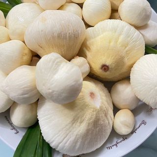 tìm nhà phân phối hoặc sỉ Mộng dừa tươi