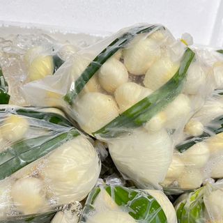 tìm nhà phân phối hoặc sỉ Mộng dừa tươi
