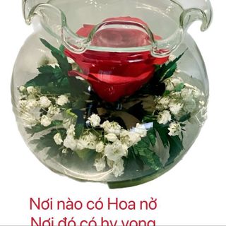 Bình bèo hoa hồng tươi bất tử. Quà tặng độc đáo và ý nghĩa