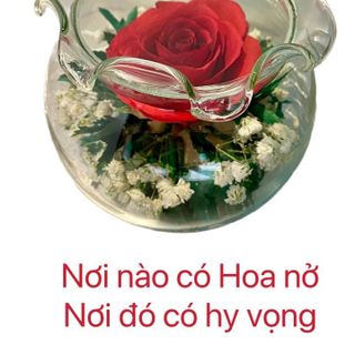 Bình bèo hoa hồng tươi bất tử. Quà tặng độc đáo và ý nghĩa