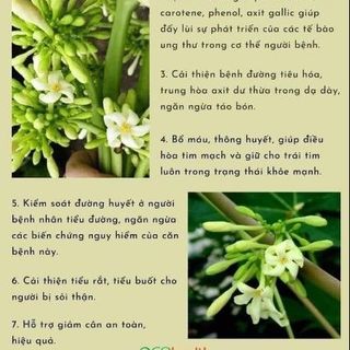 HOA ĐU ĐỦ ĐỰC _KHO CHUYÊN SỈ GIÁ TỐT bịch 400gr