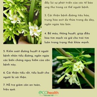 Trà Hoa Đu Đủ Đực