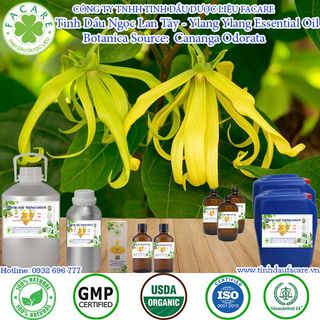 Tinh dầu Ngọc Lan Tây Ylang Ylang essential oil giúp tinh thần hứng khởi - 10ml