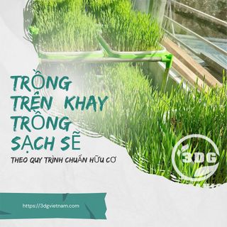 Sỉ Bột cỏ lúa mì non 3DG sấy lạnh Nguyên chất hộp 20 gói x3gam