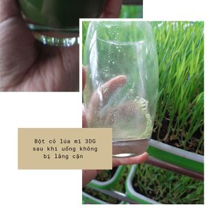 Sỉ Bột cỏ lúa mì non 3DG sấy lạnh Nguyên chất hộp 20 gói x3gam
