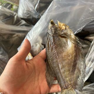 Khô cá sặc bồi