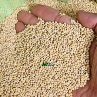 Hạt kê trắng dùng làm hạt trộn cho vẹt, yến phụng, cu gáy
