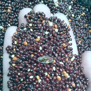 Hạt kê đen ( Cỏ Thái ) dùng làm hạt trộn cho vẹt, yến phụng, thức ăn cu gáy