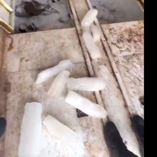 Cá Tầm trưởng thành xuất khẩu, có chất lượng cao bán rẻ 210k/1kg