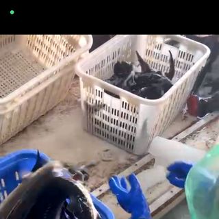 Cá Tầm trưởng thành xuất khẩu, có chất lượng cao bán rẻ 210k/1kg