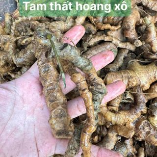 Tam thất hoang rừng - Hàng xô