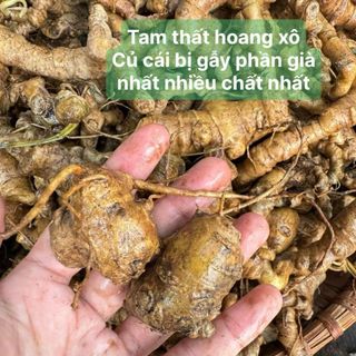 Tam thất hoang rừng - Hàng xô