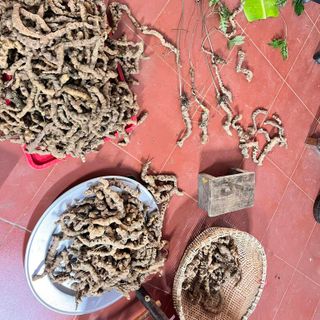 Tam thất hoang rừng - Hàng xô