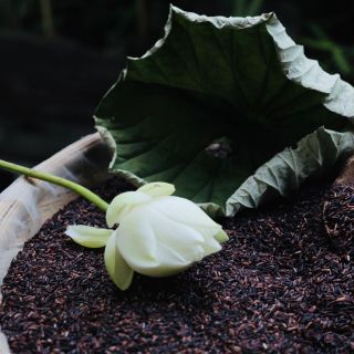 Tìm cộng tác viên rượu khóm Greenfarm