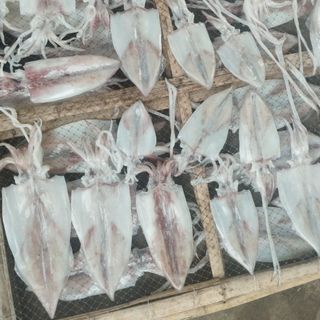 Tìm đại lý hoặc CTV Hải sản tươi khô như mực 1 nắng , mực tươi, nước mắm Phan Thiết, Cua Cà Mau(Chiết khấu tốt).