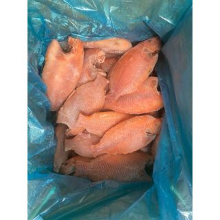 Cá Diêu Hồng mần sạch cấp đông 1kg (giao tphcm) giá sỉ