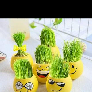 Hủ trồng cây kèm