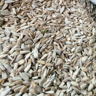 Nhân hạt hướng dương dùng làm bánh, sữa hạt, bột ngũ cốc dinh dưỡng, Granola